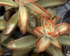 Kalanchoe tomentosa