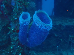 Callyspongia plicifera