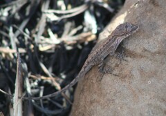 Anolis nebulosus