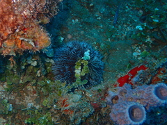 Tripneustes ventricosus