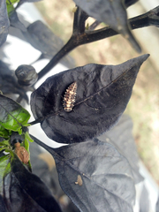 Cheilomenes sexmaculata