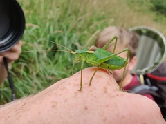 Isophya camptoxypha
