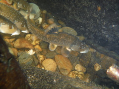 Campostoma oligolepis