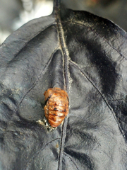 Cheilomenes sexmaculata