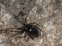 Steatoda hespera