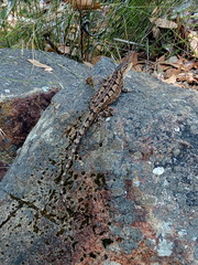 Amphibolurinae