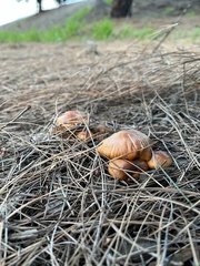 Gymnopilus