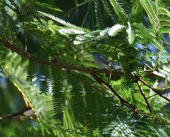 Polioptila bilineata