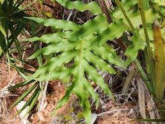 Phlebodium aureum