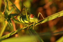 Isophya camptoxypha