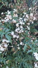 Jasminum polyanthum