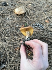 Gymnopilus
