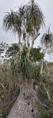 Beaucarnea