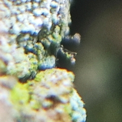 Chaenotheca ferruginea