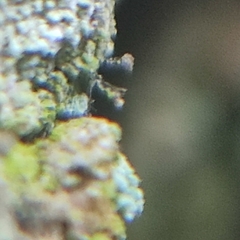 Chaenotheca ferruginea