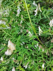 Vicia aphylla