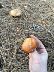 Gymnopilus