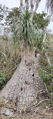 Beaucarnea