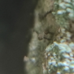 Chaenotheca ferruginea