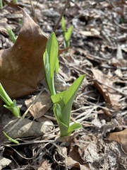 Hemerocallis fulva