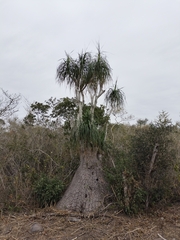 Beaucarnea