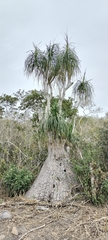 Beaucarnea