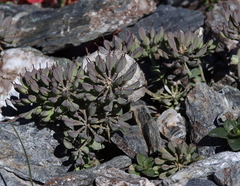 Noccaea rotundifolia