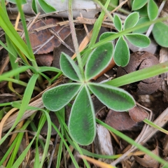 Lupinus texensis