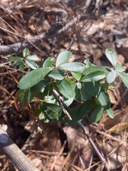 Pieris phillyreifolia