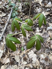 Aesculus