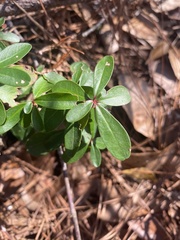 Pieris phillyreifolia
