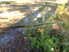 Heteropogon