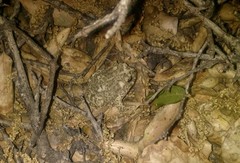 Anaxyrus californicus