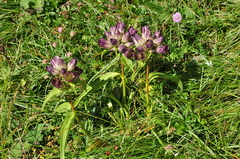 Gentiana pannonica