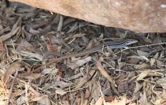 Aspidoscelis costatus