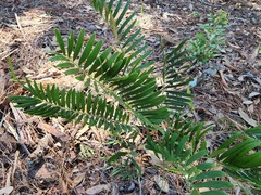 Zamia integrifolia