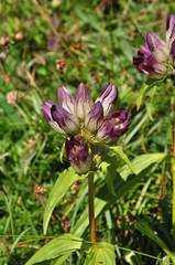 Gentiana pannonica