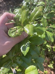 Morella caroliniensis