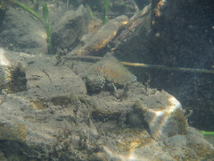 Sternotherus peltifer