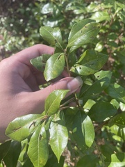 Morella caroliniensis