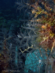 Macrorhynchia philippina