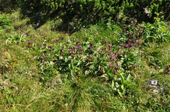 Gentiana pannonica