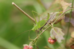 Leptophyes laticauda