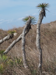 Yucca treculiana