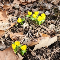Eranthis