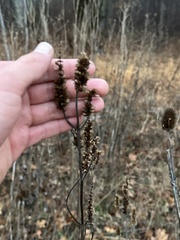 Veronicastrum virginicum
