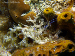 Ancylomenes pedersoni