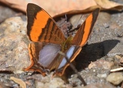 Marpesia corinna
