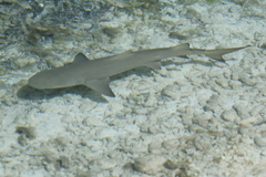 Negaprion brevirostris