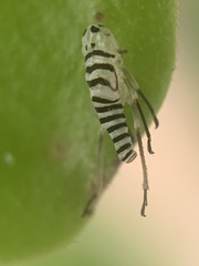 Agrosoma placetis